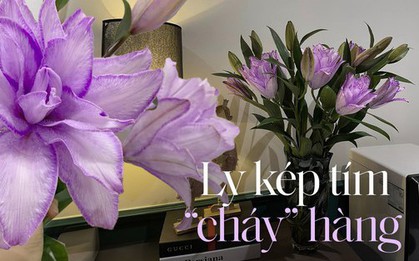Loại hoa được chị em săn tìm hơn cả tuyết mai, lay ơn cho dịp Tết năm nay, cứ về là hết
