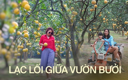 Loại quả "trứng rồng" Tết đến nhà nào cũng mua bày mâm cúng, nay khách được tới tận vườn check in và thu hoạch