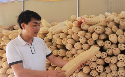 Biến thứ bỏ đi thành "siêu phẩm", anh giám đốc trao cơ hội làm giàu cho nhiều nông dân
