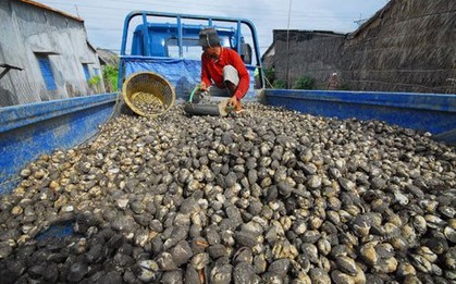 'Sản vật nước ngọt' của Việt Nam sang Trung Quốc đắt hàng kỷ lục: xuất khẩu tăng hơn 200%, châu Âu cũng nhanh chân săn đón