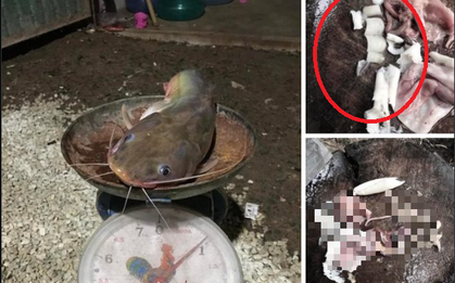 Bắt được con cá trê, người đàn ông chưa kịp ăn mừng đã tái mặt khi thấy 1 thứ trong bụng sinh vật