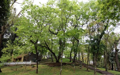 Ngọn núi triệu đô tại Hà Nội với loài cây sưa đỏ quý hiếm