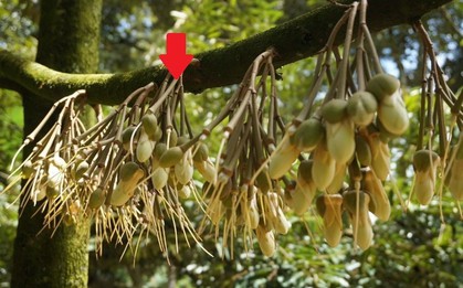 Chưa từng có: Việt Nam nhập tăng hơn 1.000% loại quả mà nước ta vừa lập kỷ lục xuất khẩu nhiều tỷ USD