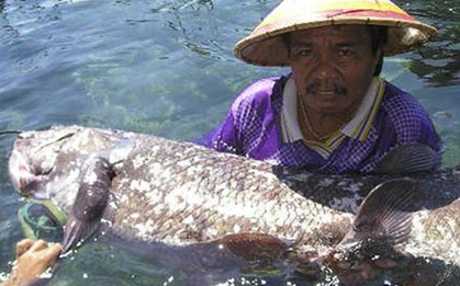 Bất ngờ tìm thấy loài cá cổ đại có từ trước thời khủng long: Thọ tới 100 tuổi, mang thai dài 5 năm
