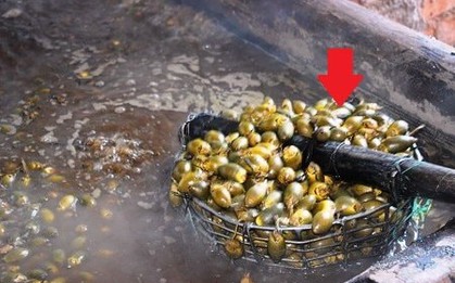 Trung Quốc lùng mua loại quả trồng quanh ngõ ở nước ta, làm ra sản phẩm giá hơn 3 triệu đồng/kg