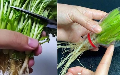 Đừng vứt rễ rau mùi, hãy cho vào chai nhựa và chúng sẽ mọc ra những chiếc lá mới sau 7 ngày