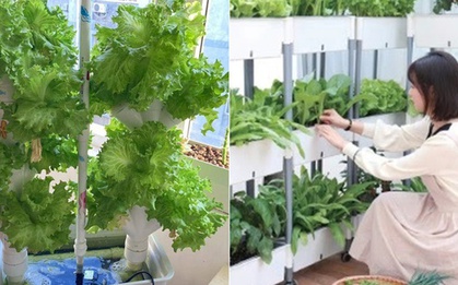 Áp dụng cách này, người phụ nữ trung niên thành công trong việc trồng xà lách trên ban công với chi phí 0 đồng