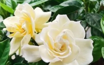 Trồng cây dành dành lưu ý 3 điều này để cây khỏe, hoa nở quanh năm