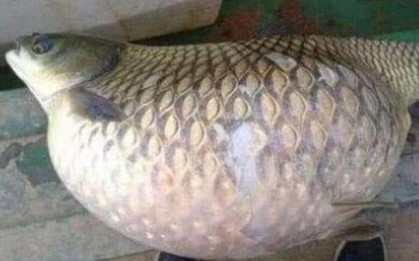 Người phụ nữ bắt được con cá có bụng to bất thường trong ao nhà