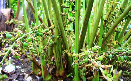 Loại cây gia vị đắt thứ 3 thế giới: Thu hoạch cần công phu, Việt Nam trồng rất nhiều