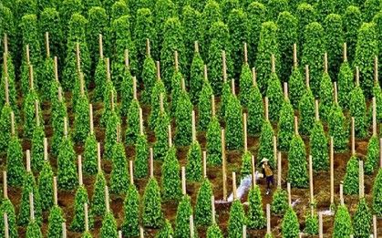 Là "thủ phủ" sản xuất toàn cầu, Việt Nam thu về hơn 1 tỷ USD từ loại sản vật này: Mỹ, Trung, Ấn và 120 quốc gia liên tục chốt đơn