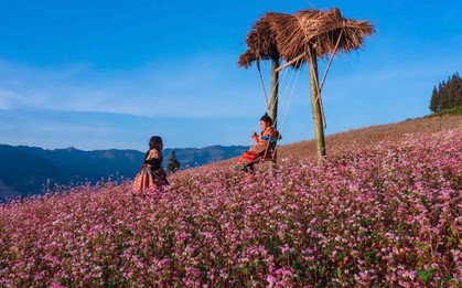 Thảo nguyên ở Hà Giang đẹp như 'Thụy Sĩ thu nhỏ' giữa mùa hoa tam giác mạch