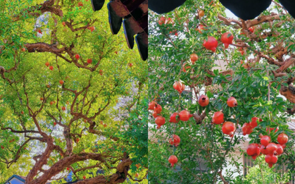 Cây lựu "thần tiên tỉ tỉ" gây sốt ở Tô Châu