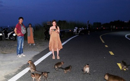 Khỉ đuôi dài ở Côn Đảo: Người thích thú, kẻ hú hồn