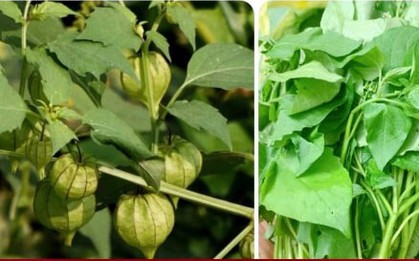 Ăn rau tầm bóp có tác dụng gì?