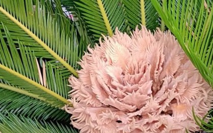 Vì sao người xưa nói "vạn tuế nở hoa tài lộc đua nhau đến"?