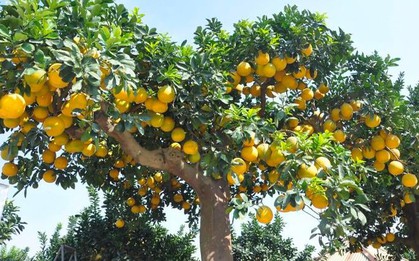 Mãn nhãn cây bưởi cảnh trĩu trịt quả, giá 800 triệu đồng