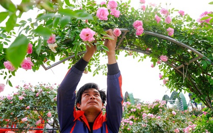 Mê Linh sẵn sàng cho lễ hội hoa lớn nhất miền Bắc