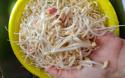 5 loại rau củ là “vua thối gan”, gây ung thư và bệnh tật: Giá đỗ kiểu này cũng trong danh sách