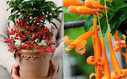 Người xưa nói: Trồng 1 trong 4 loại cây này thì có thể bảo vệ ngôi nhà và thu hút sự giàu có