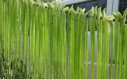 Loại rau xưa được xem là "rau quý tộc" nay nâng tầm hàng hiếm, vạn người mê