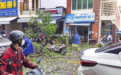 Cây xanh bật gốc đè trúng một người đi đường