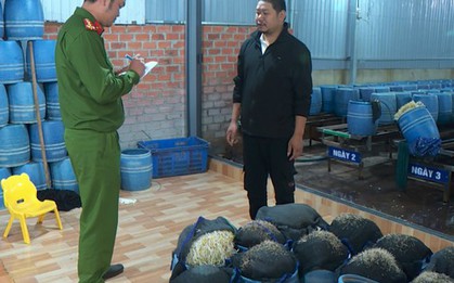 Vụ giá đỗ ủ hóa chất: Giật mình với việc kiểm tra, giám sát