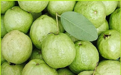 Mua ổi nên chọn quả sần sùi hay trơn nhẵn?