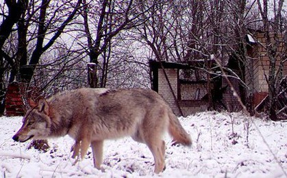 Tiết lộ về khả năng bất ngờ của sói Chernobyl
