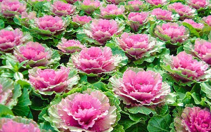 4 loại cây may mắn nên trồng vào dịp Tết Nguyên đán