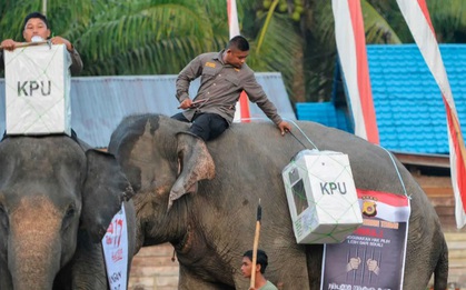 Indonesia dùng bò, voi, thuyền để đưa phiếu bầu đến tay cử tri nơi xa xôi