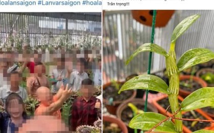Lan đột biến nóng trở lại, giá hàng trăm triệu đồng: Dân buôn đang giăng bẫy?