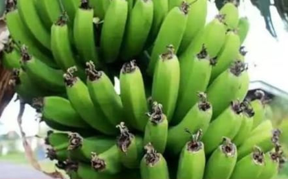 Mua chuối thắp hương, vì sao những nải còn râu lại đắt hơn?