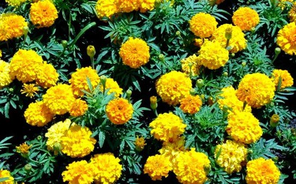 Tại sao cúc vạn thọ đẹp, tên ý nghĩa nhưng không được đặt lên bàn thờ?