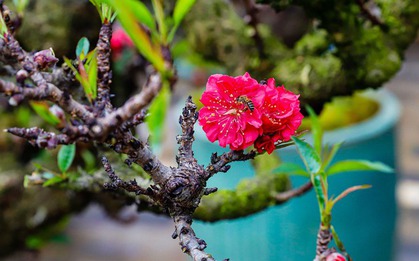 Đào thất thốn từ Tây Bắc đổ bộ Hà Nội có giá 100-250 triệu đồng