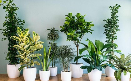 6 loại cây mang ý nghĩa tài lộc tốt, thích hợp chưng ban thờ Thần Tài