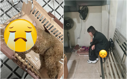 Vụ cún cưng của Châu Bùi mất khi bay ra Hà Nội: Chị ruột bức xúc lên tiếng, dịch vụ vận chuyển né tránh, khoá Fanpage