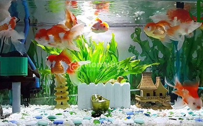 Trước Giao thừa, đặt 3 vật này ở phòng khách để may mắn cả năm