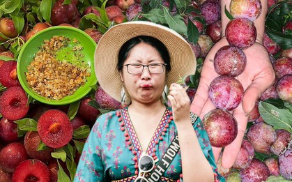 Tình hình mận đầu mùa: Vài trăm nghìn/kg vẫn đổ xô mua, dân tình mukbang rần rần dù chua nhăn mặt