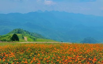 Ghé Bắc Kạn ngắm Mù Là mùa hoa nở rộ, xiêu lòng với khung cảnh đẹp như tranh
