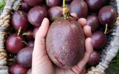 Thức quả chợ Việt bán vài chục nghìn cả cân nhưng là kẻ thù của tiểu đường, ung thư và bạn tốt cho tim mạch
