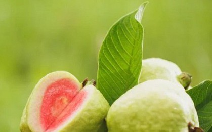 Ổi nhiều vitamin C rất tốt cho sức khỏe nhưng những người này không nên ăn
