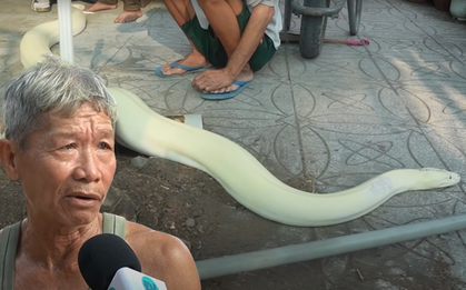 Bạch xà của lão nông xổng chuồng 3 lần khiến dân làng hú vía, đại gia trả giá ngang chiếc SH vẫn chưa muốn bán