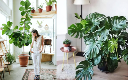 Nhà giàu "khoái" chưng 5 cây xanh lá lớn, sức sống bừng bừng ở phòng khách để phú quý không ngừng chảy vào nhà