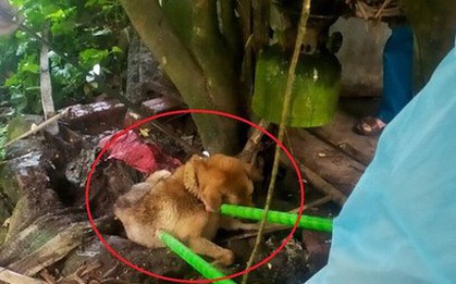 Sau vụ chó dại cắn 14 người, Quảng Ninh huy động hàng chục nghìn liều vắc xin tiêm phòng cho chó mèo