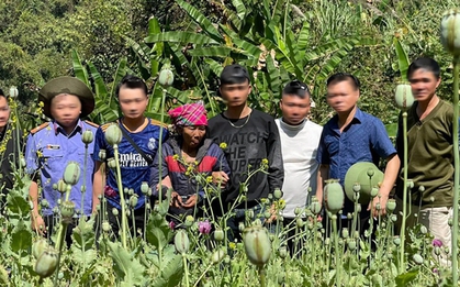 Phát hiện người phụ nữ 67 tuổi trồng hơn 3.200 cây thuốc phiện