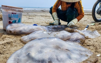 Săn “vàng trắng” trên biển, ngư dân Hà Tĩnh kiếm tiền triệu mỗi ngày