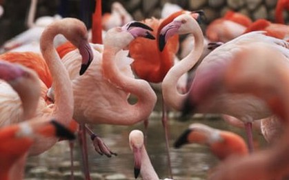 Sát hại 10 con hồng hạc vì cảm thấy bị "nhìn đểu"