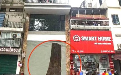 Cây sao đen nghi bị 'bức tử' trên phố Lò Đúc: Phường nói chặt hạ có lộ trình