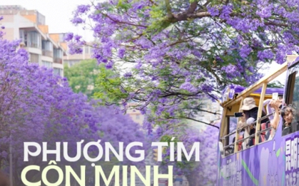 Phượng tím ở Côn Minh đã nở: Cả thành phố như chìm trong biển hoa mộng mơ, "tín đồ xê dịch" không thể bỏ qua dịp xuân hè